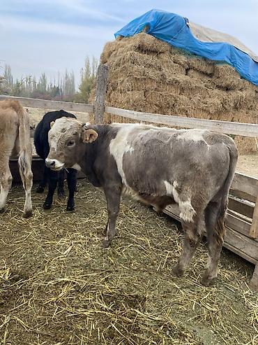 купить корм для собак 20 кг: Продаю | Бык (самец) | На откорм — 4
