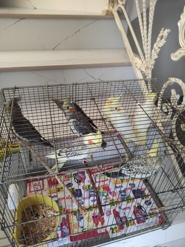 Tutuquşları: Qəfəs quslar — 19