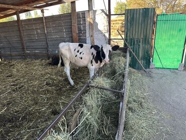 купить корову цена: Продаю | Музоо, торпок | Полукровка