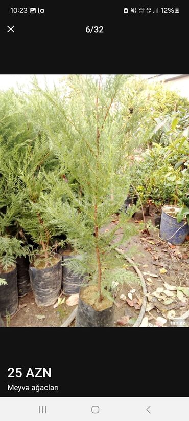 Tinglər: Müxtəlif dekorativ və meyvə ağaclarının tingləri. • Xurma-narıngi — 3