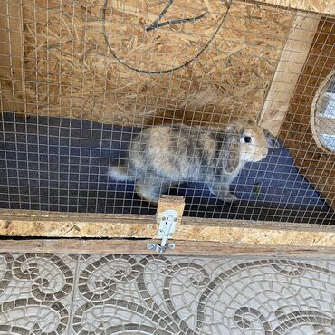 simmental ineklerin satisi: Holland Lop karlik dosanlarindandi yuvasi ile yemi ile birge satilir