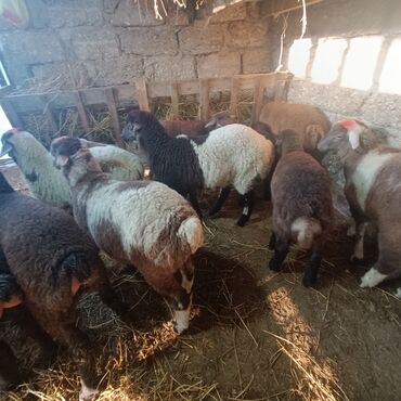 Quzu: Salam hervaxdız xeyir saxlamlıq quzularm cxdı satqa isdiyen elaqe — 23