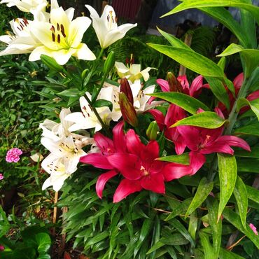 орхидеи в горшке купить с доставкой: Продажа Лилии,Гвоздика,Ампельные Петунии,будут цвести до заморозков