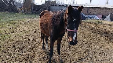 Лошади, кони: Продаю | Жеребенок | Полукровка — 7