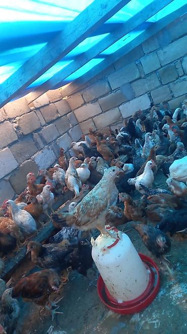 feniks qusu: Salam tam saglam colpalar satilir isdeyen elaqe saxlasin — 4