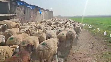 qoyun biznesi: 16 oktyabr 500 bas qaradolaq sortu satlir elaqe nonresi 051.749.31.84 — 1