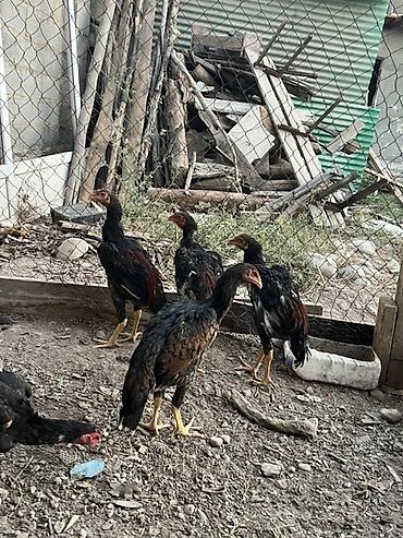 куры феникс: Продаю | Куры | Бойцовая | Для разведения — 8