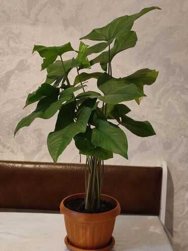 настенные цветы: Комнатные растения в горшках 1) Сингониум (Syngonium) - Куст с