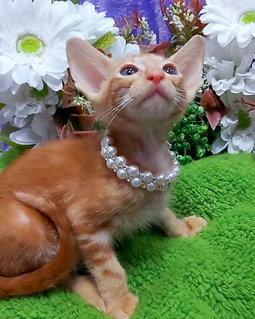 Продажа кошек: ЭКСКЛЮЗИВНЫЕ КРАСНЫЕ ОРИЕНТАЛЬНЫЕ КОТЯТА. Кому супер сладких — 7