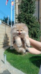 Pişiklər: Britan yastı qulaq, Erkək, Dişi, Yaxşı əllərə, Ünvandan götürmə, Ödənişli çatdırılma, Rayonlara çatdırılma — 18