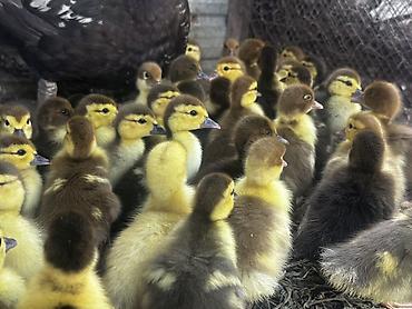 мышык берем: Мускусные утятки (тяжики)
Возраст: 4 дня — 2