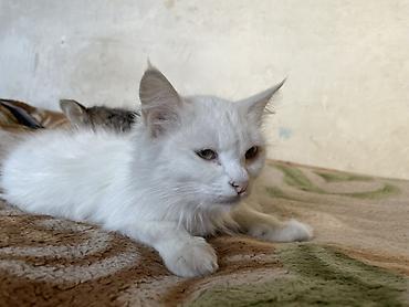 британская кошка цена бишкек: Домашние кошки и котята - Окрас: несколько вариантов серой гаммы — — 5