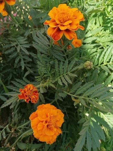 Kuća i bašta: Niska kadifa (tagetes patula) je jednogodišnja biljka, cveta od juna