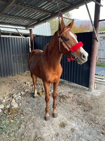 фландр кролик купить: Продаю | Жеребец | Английская | Конный спорт | Племенные