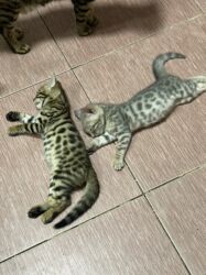 декоративные кролик: Бенгал, 2 айлык, Эркек, Көгүлтүр, Лотокко барууга үйрөтүлгөн