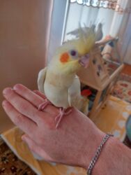 в добрые руки собаку: Öz quşumun balasidi 1 ayliqdir ələ gəlir başin siğalladir çox sakit