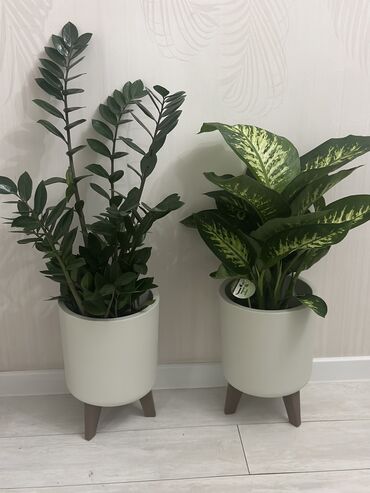 Другие комнатные растения: Комнатные цветы at lalafo.kg — 22 Другие комнатные растения: Комнатные цветы — 22