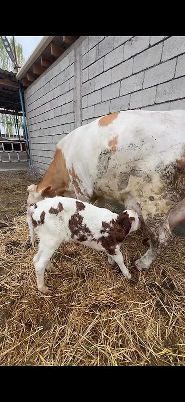 Inəklər, öküzlər: Satılır: inək buzovu ilə birlikdə - Cins tipi: Simental tipli — 14
