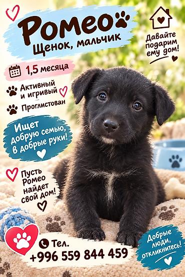 Продажа собак: 6 месяцев, Самка — 2