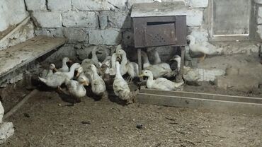 pişiyə verilən adlar: Ördək ədədi 20 azn.Tam sağlamdır