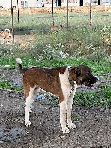 cane corso tap az: Qurdbasar, 2 il, Erkək, Peyvəndli, Rayonlara çatdırılma — 2