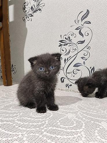 dişi it adlari azeri: Şotland, Dişi — 4