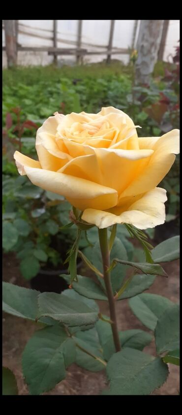 Tinglər: Məhsul: Gül kolları (gül tingləri) - Növlər və rənglər: - — 15