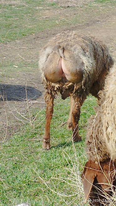 Баран, овца: Продаю | Овца (самка) | Для разведения | Матка — 2