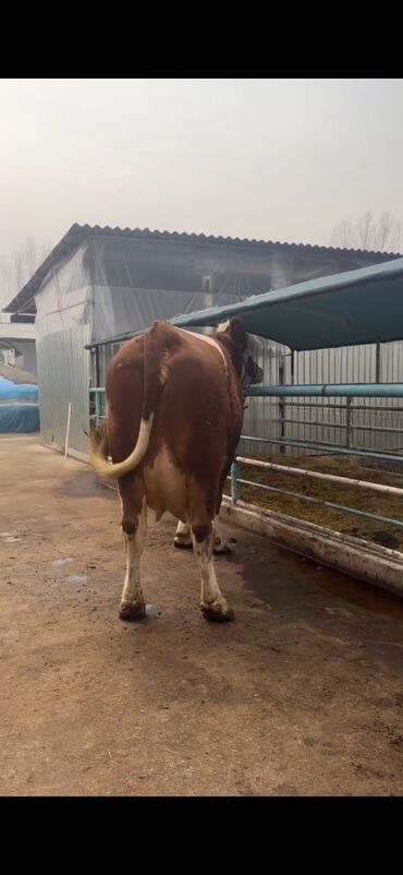 Inəklər, öküzlər: Simental cinsi inək - Rəng: qırmızı-ağ ala - Südçülük istiqaməti, iri — 13