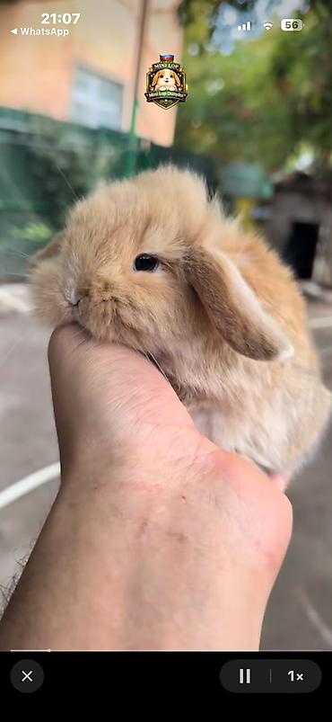 kaliforniya dovsani: Mini Lop dekorativ dovşan balaları - Cins: Mini Lop (asqılı qulaqlı — 3