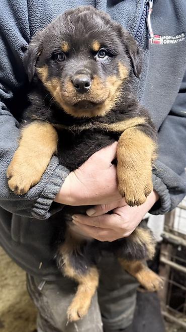 Продажа собак: Ротвейлер, 2 месяца, Самец, С родословной — 3