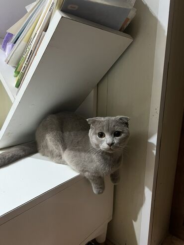 Pişiklər: Şotland, Erkək, Cütləşmə üçün — 2