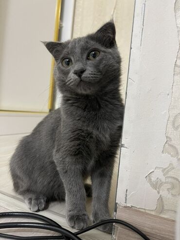 донской сфинкс кошка: Скотиш Фолд (Шотландская вислоухая), 5 месяцев, Девочка, Серый