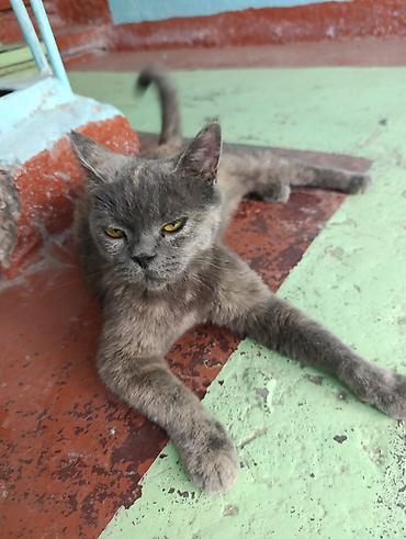 кошки сиамская: 1 год, Девочка, Метис — 6