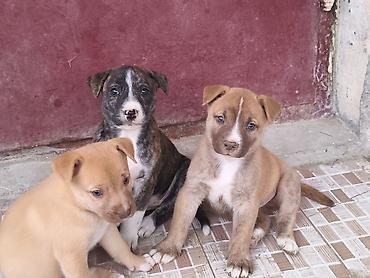 pit dermani: 1 ay — 10
