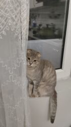 İtlər: Şotland yastı qulaq, Dişi, Yaxşı əllərə, Ödənişli çatdırılma