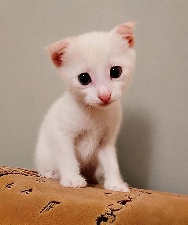 Кошки: В добрые руки — 2