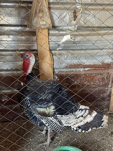 сөөл жан: Продаю самец 5000сом — 3