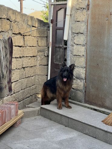 İtlər: Alman çoban iti, 1 ay, Erkek — 5