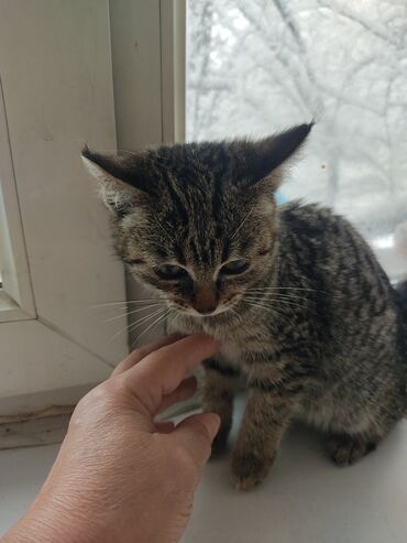 Отдам даром кошку: КОШКИ И КОТЯТА У НАС ПРИЮТ любой окрас есть можете выбрать у нас — 25