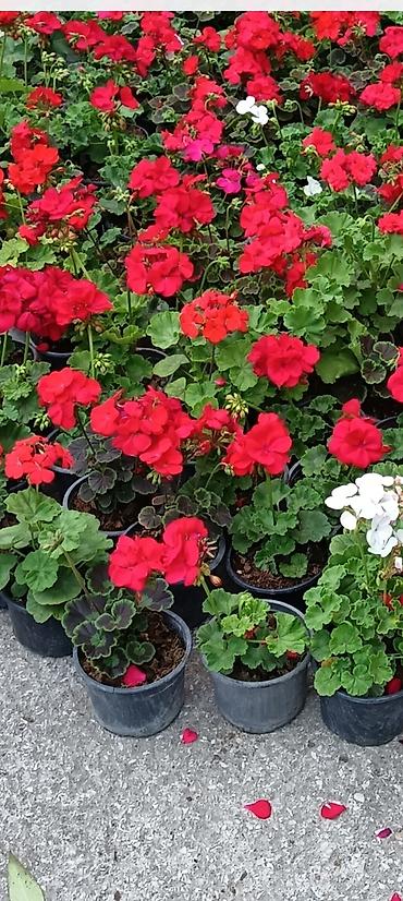 suse qab: Bağ üçün dekorativ qrup bitkiləri – qablarda - Ortanca (Hydrangea — 7
