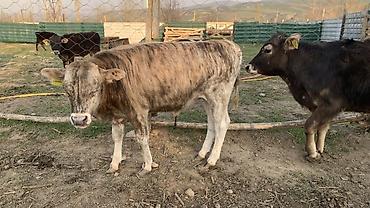 Коровы, быки: Продаю | Бык (самец) | На откорм — 12