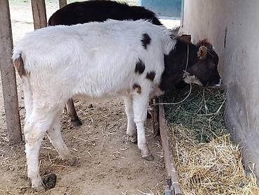 Коровы, быки: Продаю | Корова (самка) | Алатауская — 9