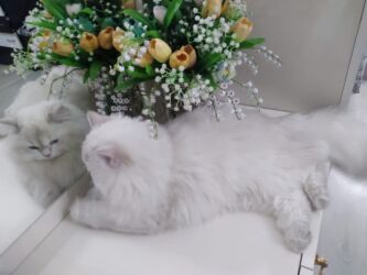 стрижка собак на дому недорого: Şinşilla, Erkək, Cütləşmə üçün, Ünvandan götürmə