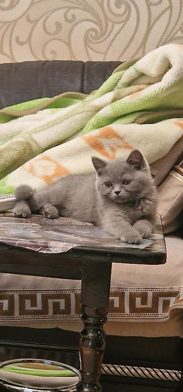 Pişiklər: Britan, Erkək, Yaxşı əllərə, Ödənişli çatdırılma, Ünvandan götürmə — 3