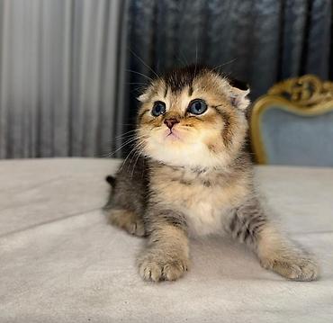 Кошки: Шотландская — 1