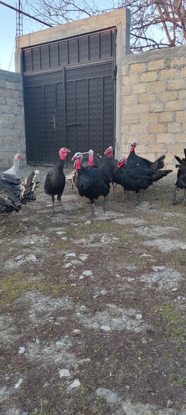 Hinduşka: Məhsul: Hinduşka sürüsü Təsvir: 8 ayliq tam sağlam kəsimə yararlı — 7