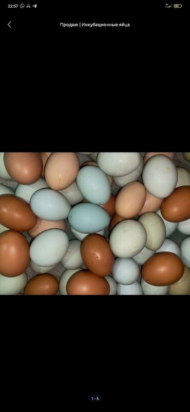 инкубационное яйцо бишкек: Продаю|инкубационые|яйца мясо яичной кучиской породы, куры набирают