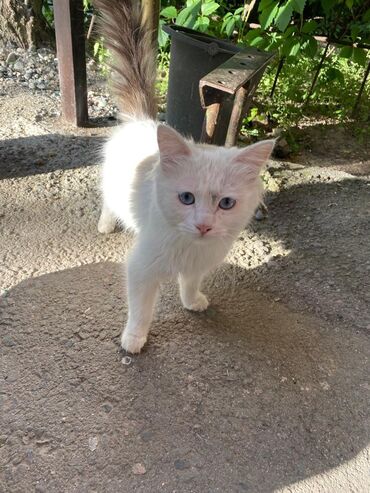 британский короткошерстный кот: По просьбе ⬇️⬇️⬇️ Не знаю кто забыл эту красоту, который день никто