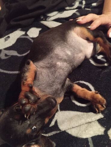 Продажа собак: Такса, 2 месяца, Самка, С прививкой — 9